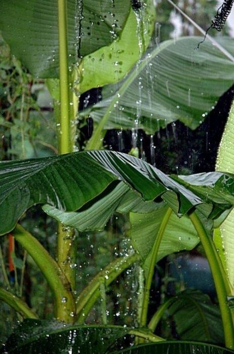 芭蕉雨最新，自然之美与现代应用的探索