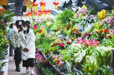 南京花市繁花似锦，创新动态持续更新